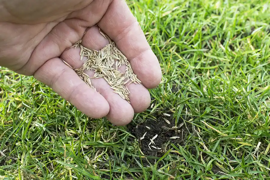 How often should you fertilize your lawn Hillsboro, OR