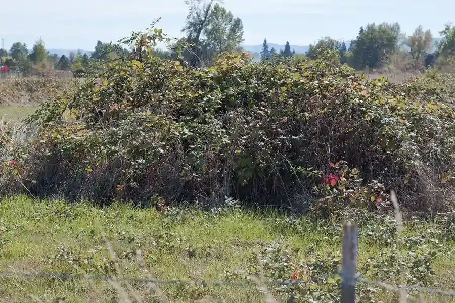 How to clear a yard full of weeds Hillsboro, OR